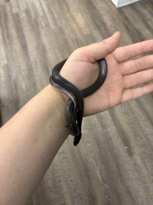 animal image