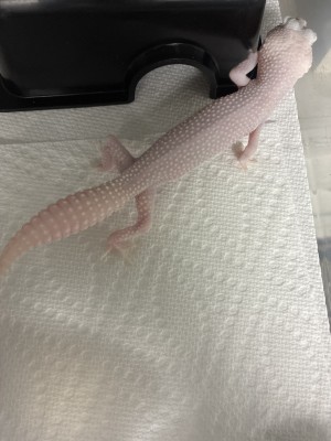 animal image