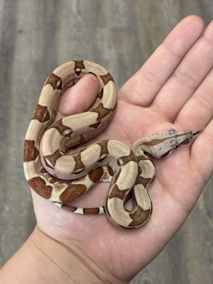 animal image