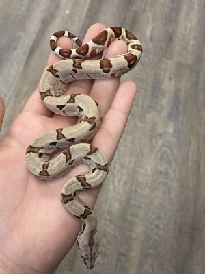 animal image