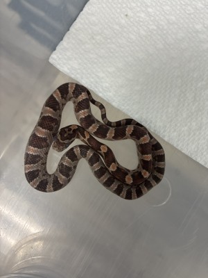 animal image