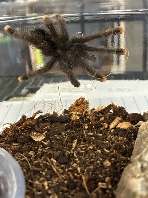 animal image
