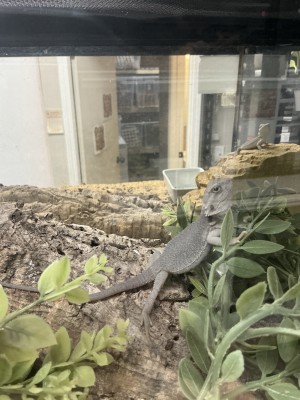 animal image