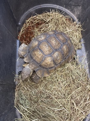 animal image