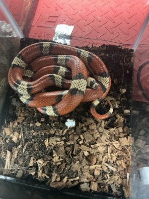 animal image