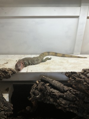 animal image