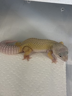 animal image