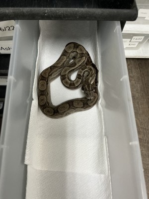 animal image