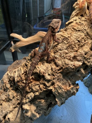 animal image