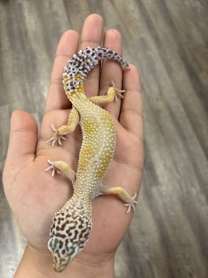 animal image