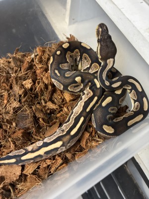 animal image