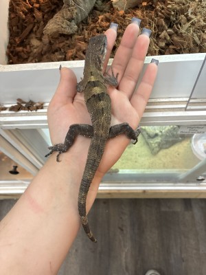 animal image