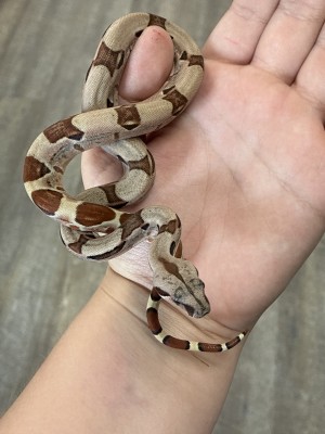 animal image