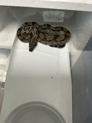animal image