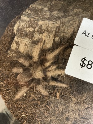 animal image
