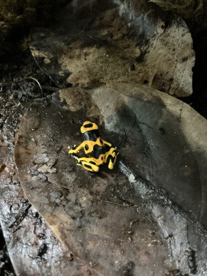 animal image