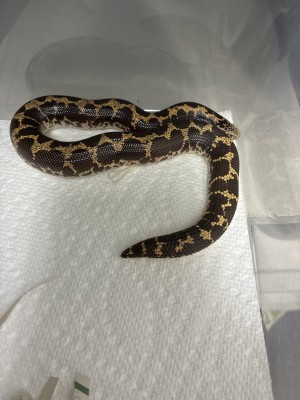 animal image