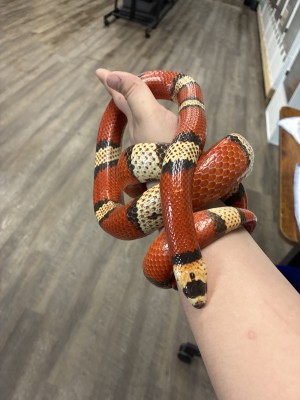 animal image