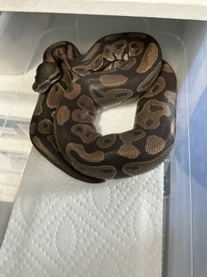 animal image