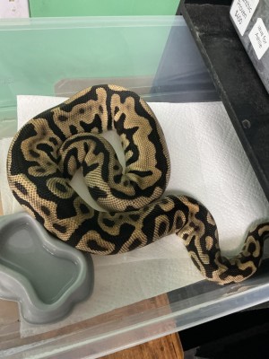 animal image