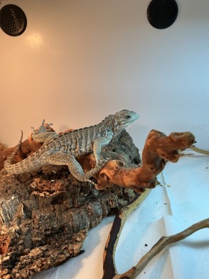 animal image