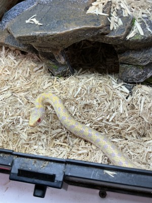 animal image
