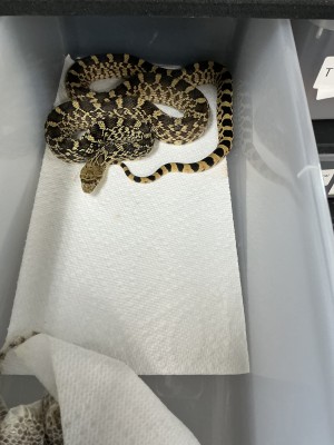 animal image