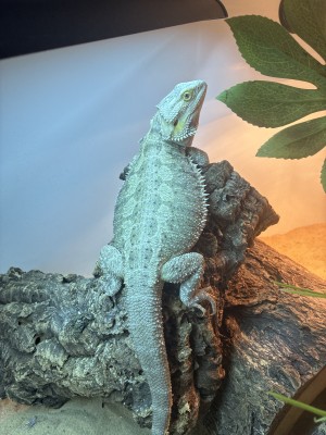 animal image