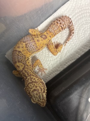 animal image
