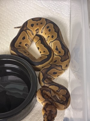 animal image