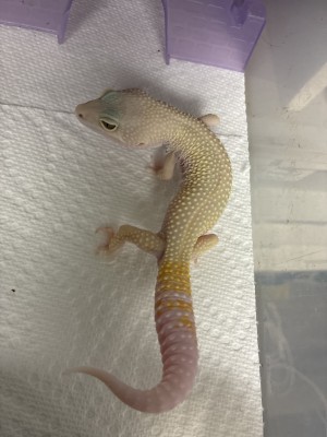 animal image