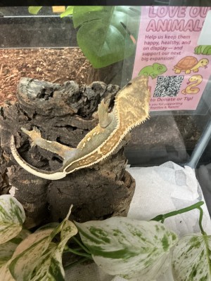 animal image