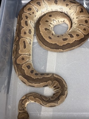 animal image