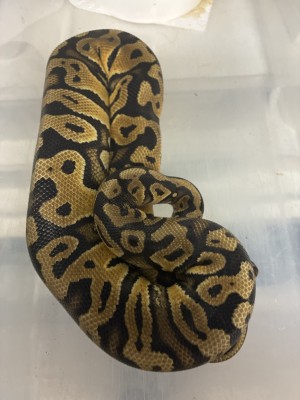 animal image