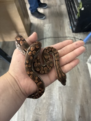 animal image
