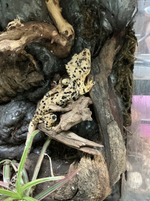 animal image