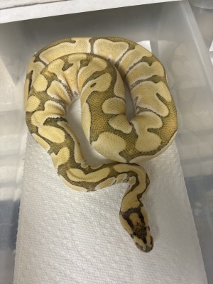 animal image