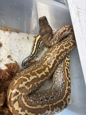 animal image
