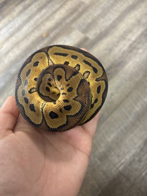 animal image