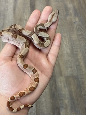 animal image