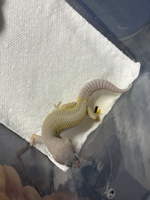 animal image