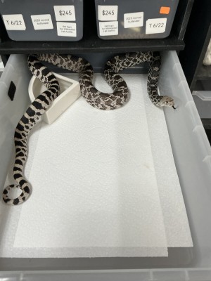 animal image