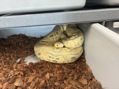 animal image
