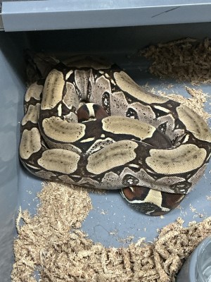 animal image