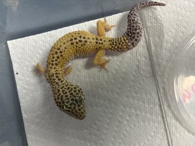animal image