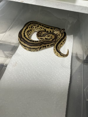 animal image