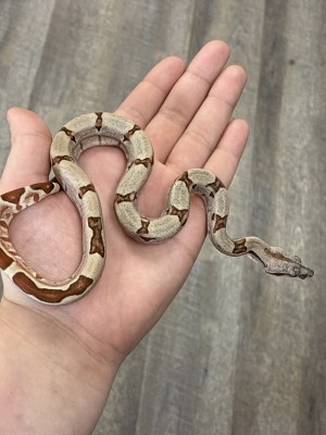 animal image