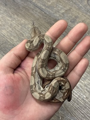 animal image