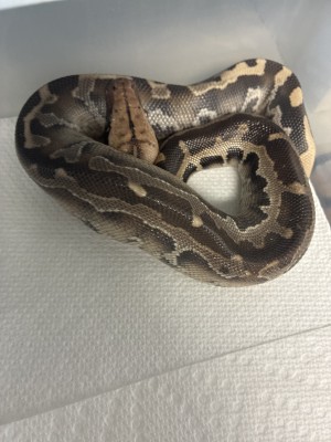 animal image