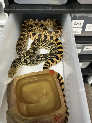 animal image